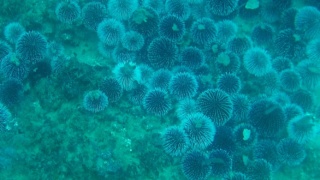 Sea Urchins in reproduction