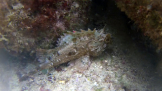 Redfish Black - Scorpaena Porcus