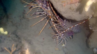 Spiny Lobsters of the Mediterranean Sea