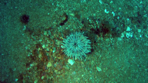 Sea anemone - Actinaria