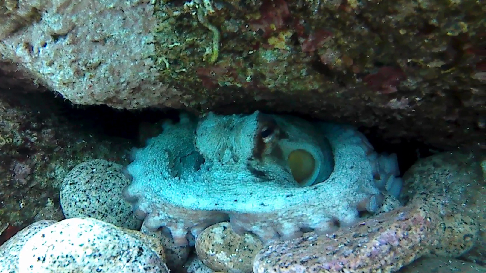 Polpo comune - Octopus Vulgaris - intotheblue.it