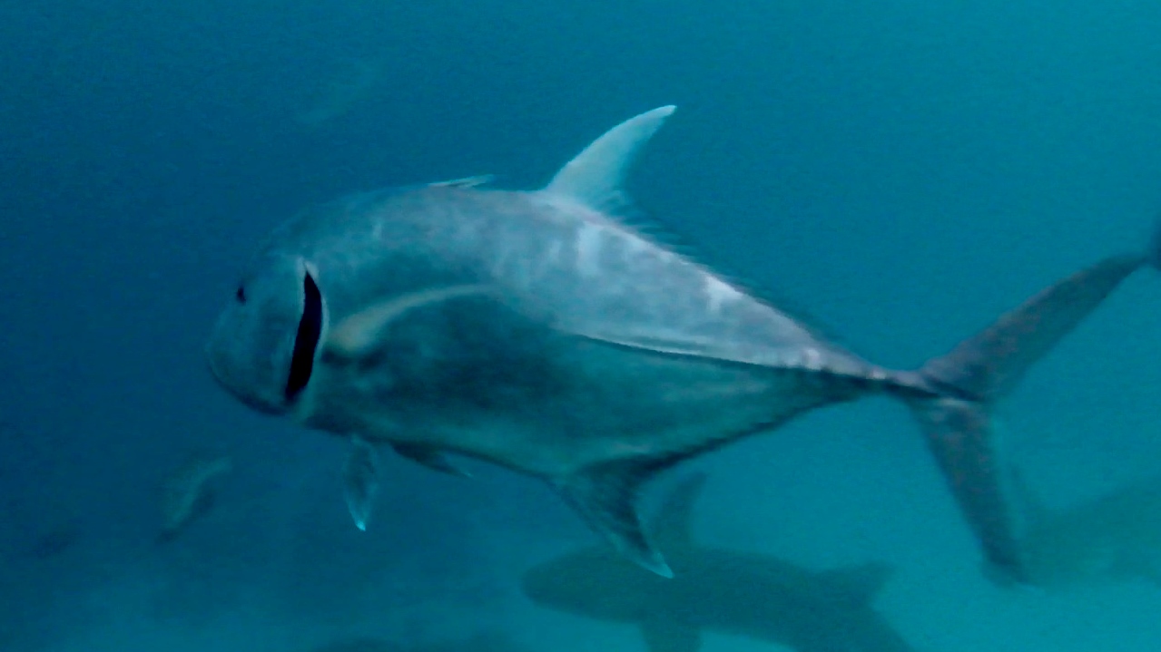 Trevally Gigante