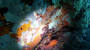 False Coral - Myriapora truncata