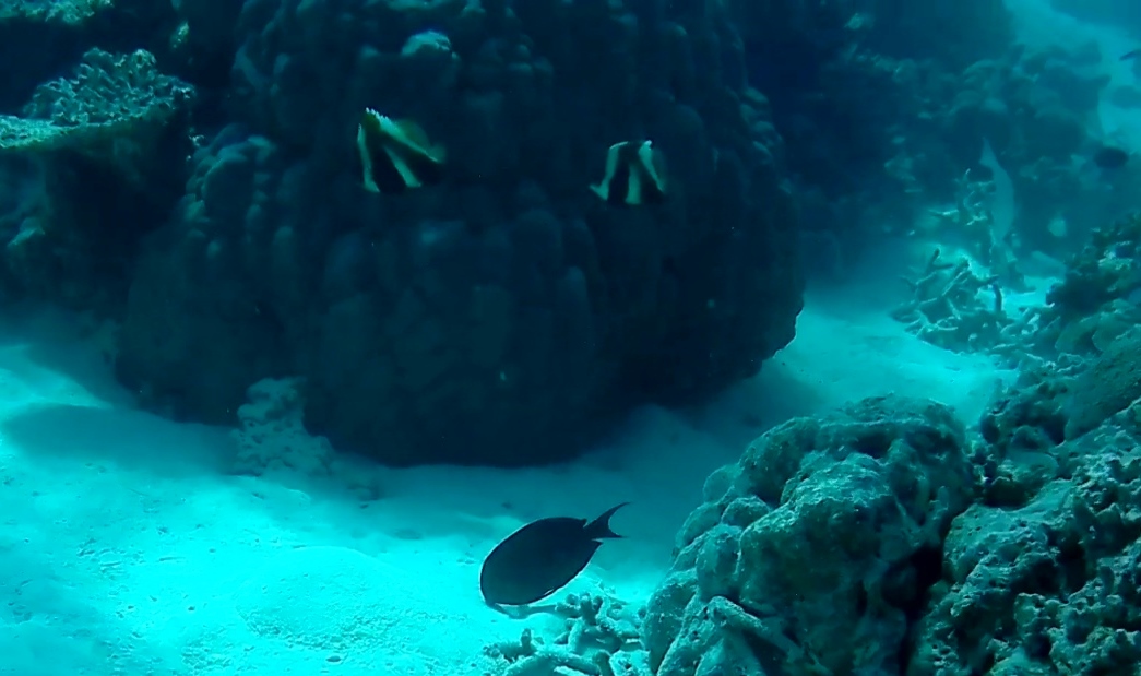 Pesce Farfalla Indiano - Indian Butterflyfish