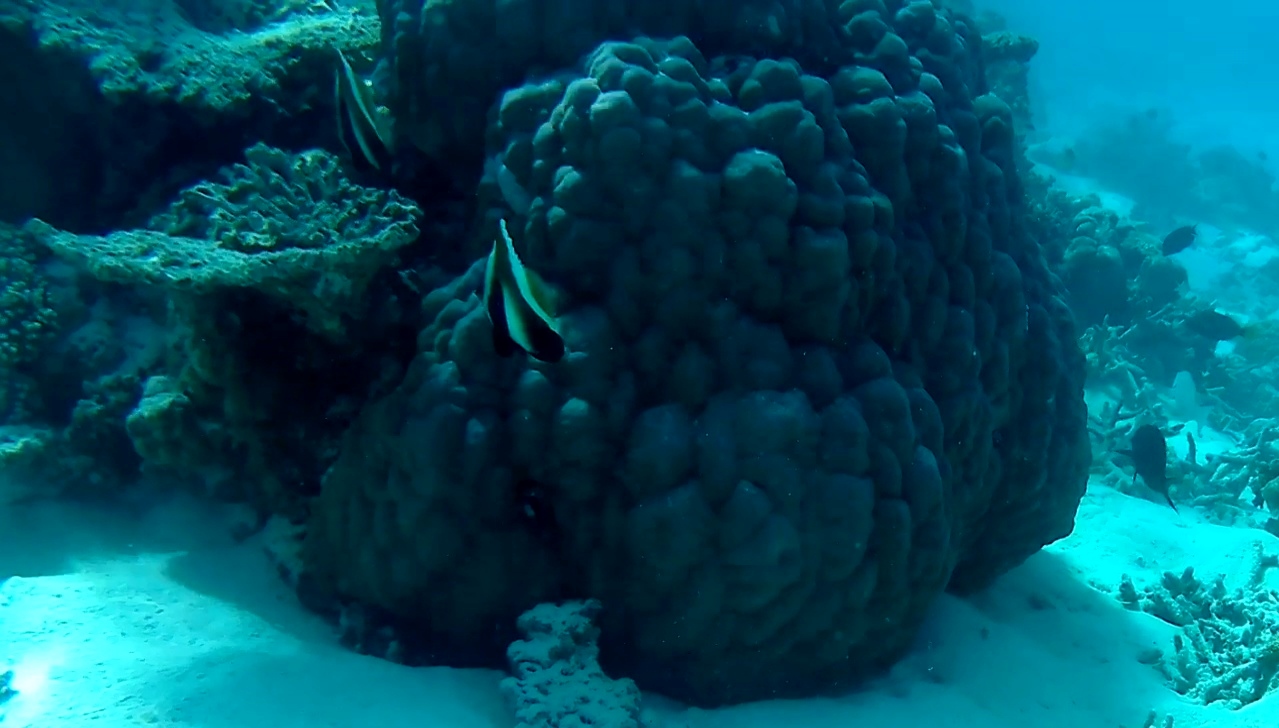 Pesce Farfalla Indiano - Indian Butterflyfish