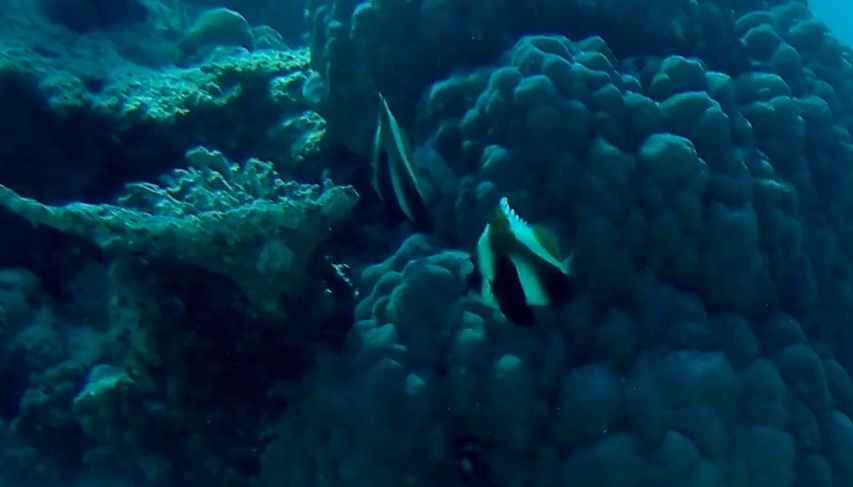 Pesce Farfalla Indiano - Indian Butterflyfish