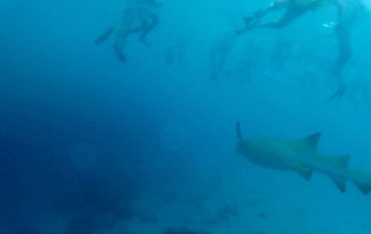 snorkeling tra gli squali intotheblue.it
