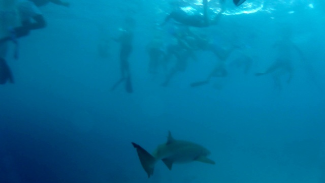 snorkeling tra gli squali intotheblue.it