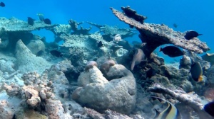 Table Coral - Acropora pulchra