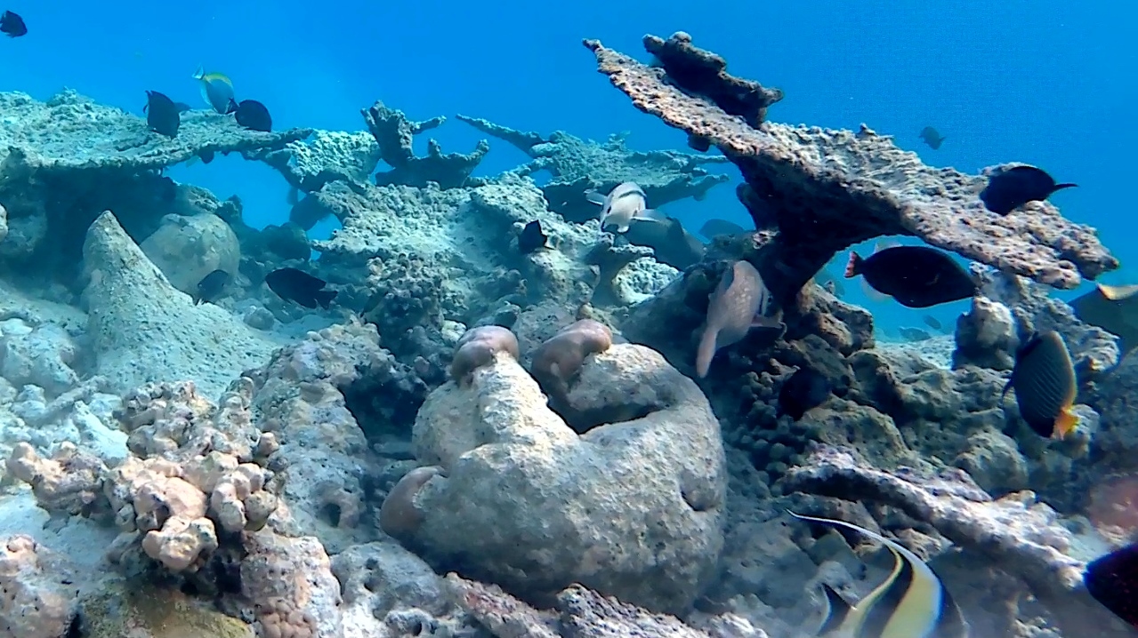 Acropora pulchra - table coral