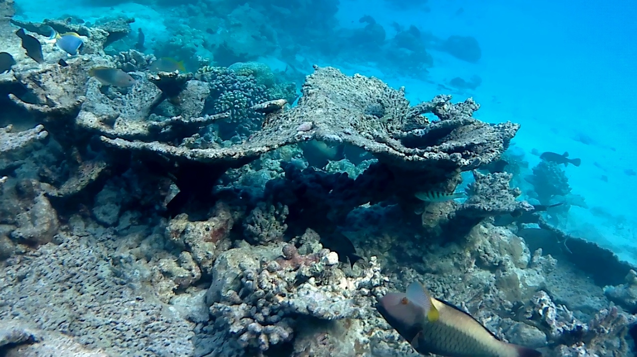 Acropora pulchra - table coral