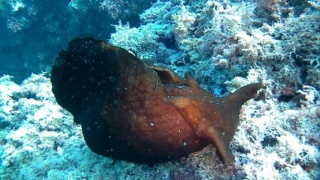 Lepre di mare - Aplysia depilans
