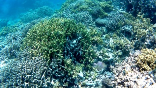 Corallo di Staghorn - Acropora cervicornis