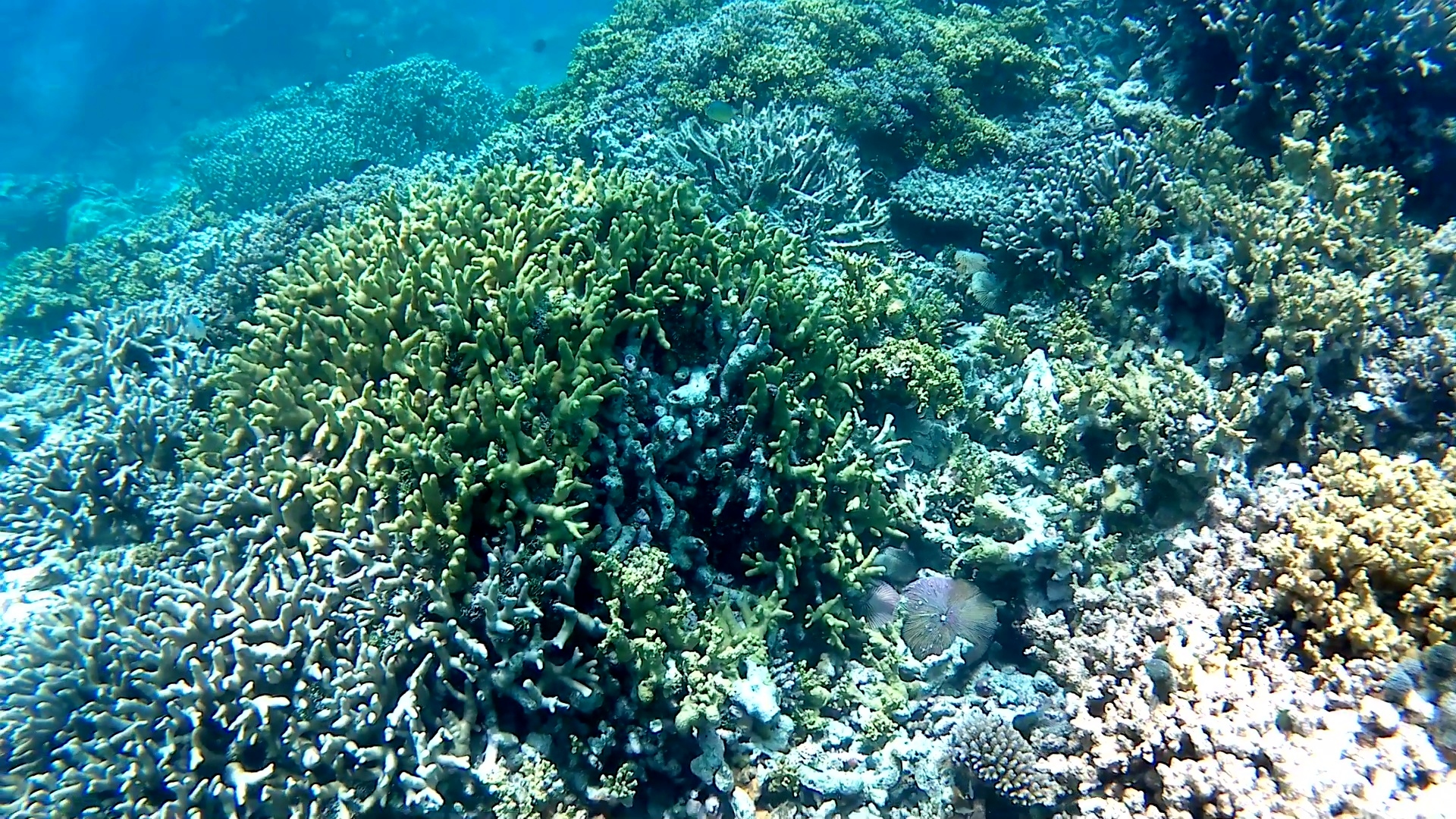 corallo di Staghorn - Staghorn coral - Acropora cervicornis