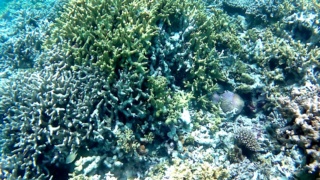 The Staghorn Coral