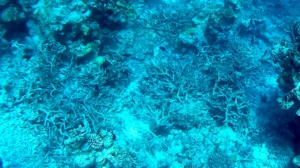 corallo di Staghorn - Staghorn coral - Acropora cervicornis