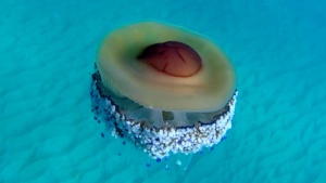 Fried Egg jellyfish - Cotylorhiza tuberculata