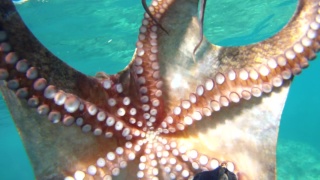 Polpo Comune - Octopus Vulgaris