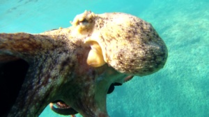 Polpo Octopus vulgaris Mar mediterraneo intotheblue.it