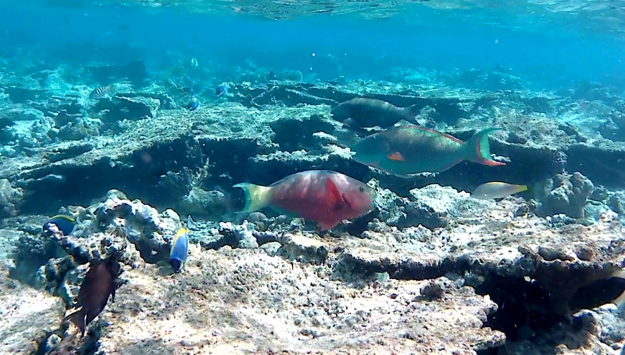 Pesce Pappagallo - Parrotfishes - intotheblue.it