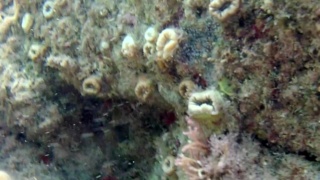 Scarlet Coral - Balanophyllia Europea