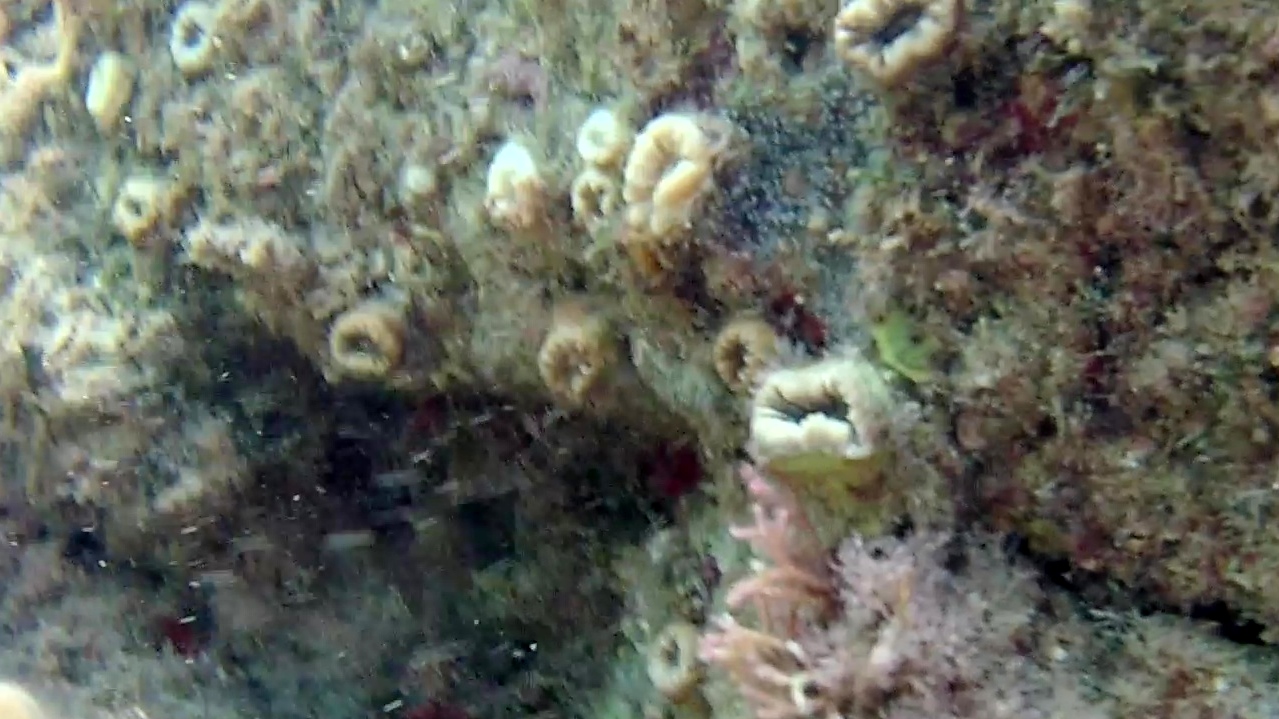 madrepora solitaria - scarlet coral - balanophyllia europea - intotheblue.it