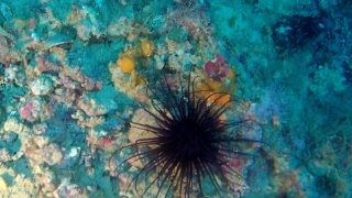 Coloured tube anemone - Cerianthus membranaceus