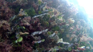 The Seaweed Halimeda tuna