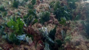 alga marina udotea - udotea green marine algae - intotheblue.it