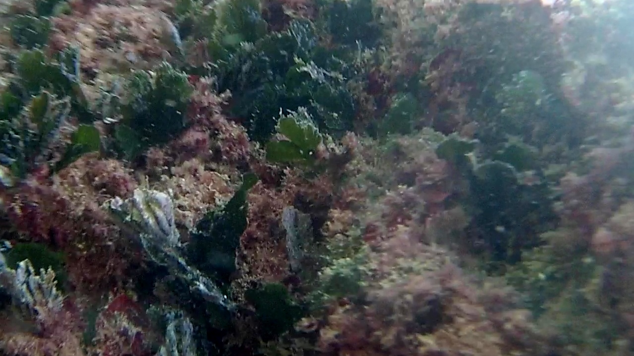 alga marina udotea - udotea green marine algae - intotheblue.it