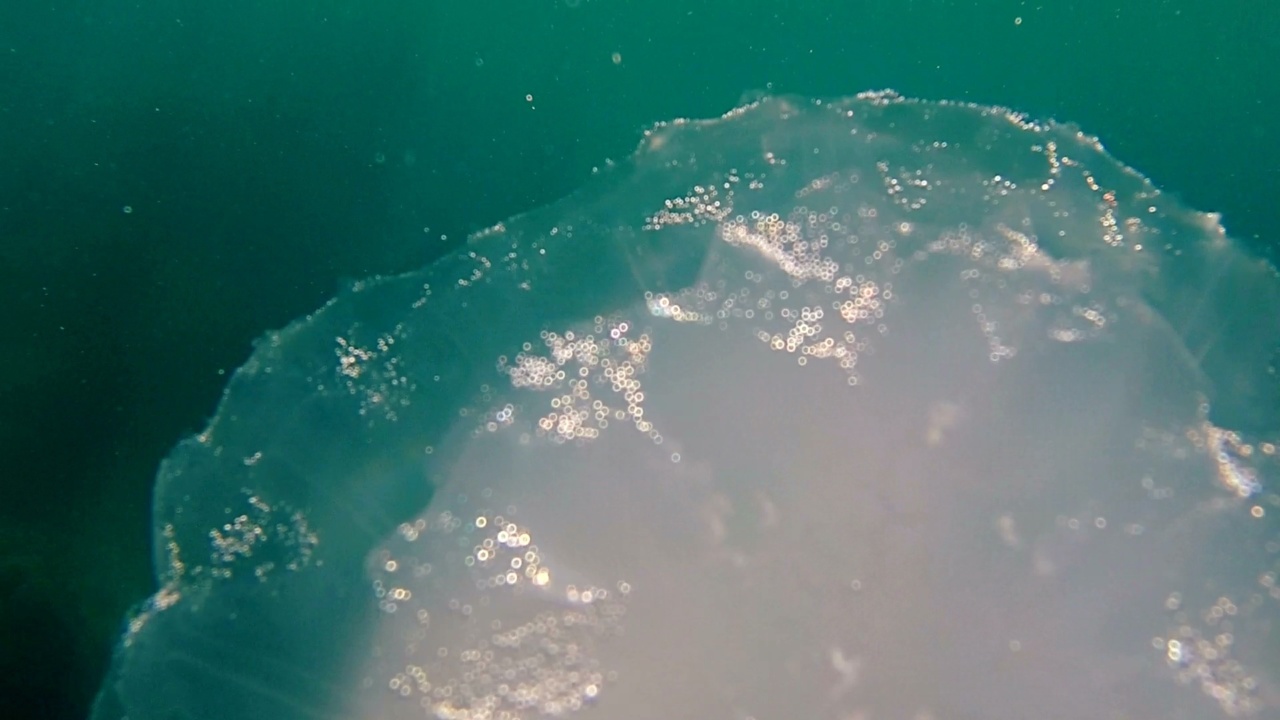 medusa parzialmente mangiata dai pesci - jellyfish partially eaten by fish – intotheblue.it