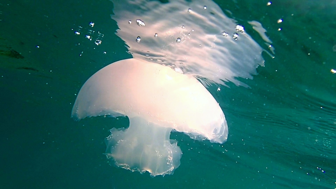 medusa parzialmente mangiata dai pesci - jellyfish partially eaten by fish – intotheblue.it