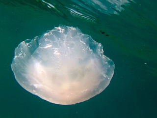 Medusa Parzialmente Mangiata Dai Pesci - Jellyfish Partially Eaten By Fish – Intotheblue.it