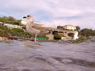 Giovane E Adulto Di Gabbiano Reale Europeo - Young And Adult Of European Herring Gull - Intotheblue.it