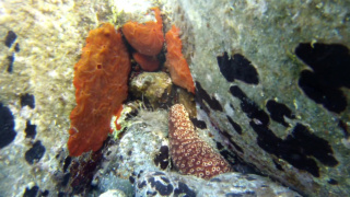 Dark-Stewed Sea Cucumber - Holothuria Sanctori