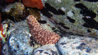 Oloturia Maculata Cetriolo di mare a punte scure - Holothuria sanctori