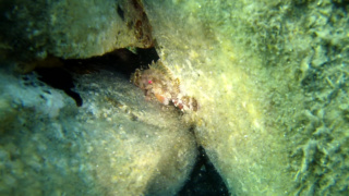 Black Scorpionfish - Scorpaena Porcus