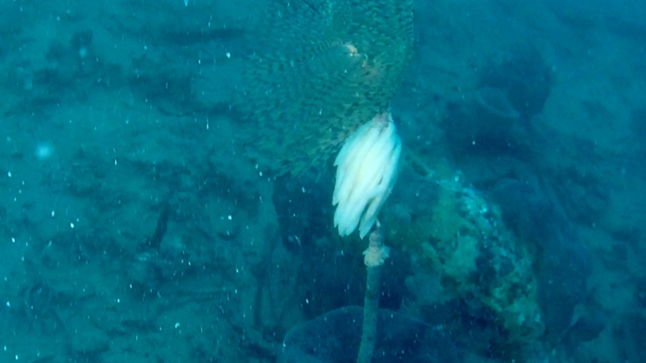 spirografo con uova calamaro - sabella spallanzanii with eggs of european squid - intotheblue.it