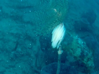 Spirografo Con Uova Calamaro - Sabella Spallanzanii With Eggs Of European Squid - Intotheblue.it