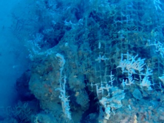 Rete Da Pesca Abbandonata Colonizzata Da Spugne - Abbandoned Fishing Net Colonized By Sponges - Intotheblue.it