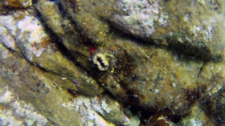Scarlet Coral - Balanophyllia europaea
