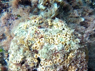 Madrepora A Cuscino - Cladocora Caespitosa - Cushion Coral - Intotheblue.it