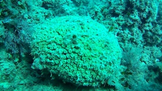 Cushion Coral