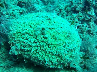 Madrepora A Cuscino - Cladocora Caespitosa - Cushion Coral - Intotheblue.it