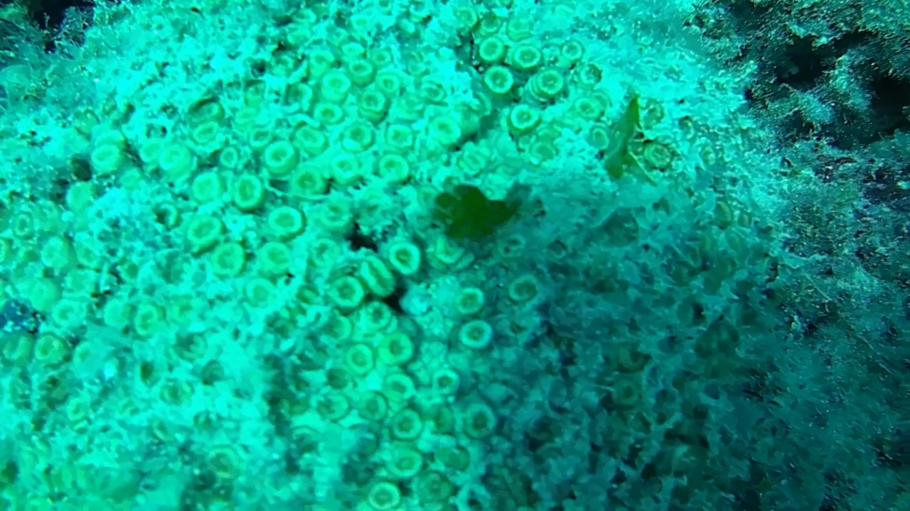 madrepora a cuscino - cladocora caespitosa - cushion coral - intotheblue.it