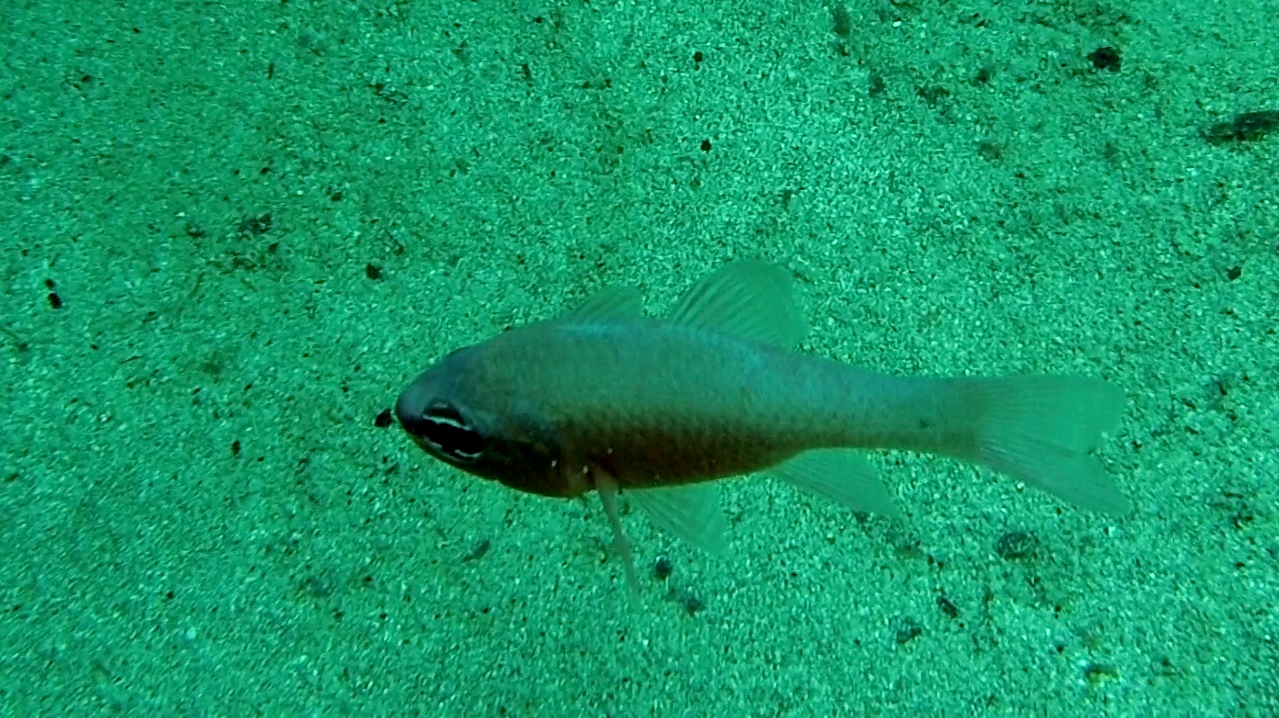 re di triglie - mediterranean cardinalfish - intotheblue.it