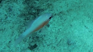 re di triglie - mediterranean cardinalfish - intotheblue.it