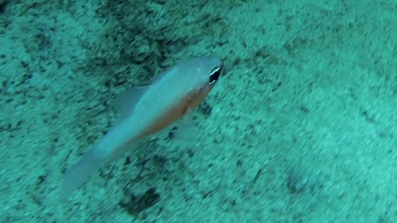 re di triglie - mediterranean cardinalfish - intotheblue.it