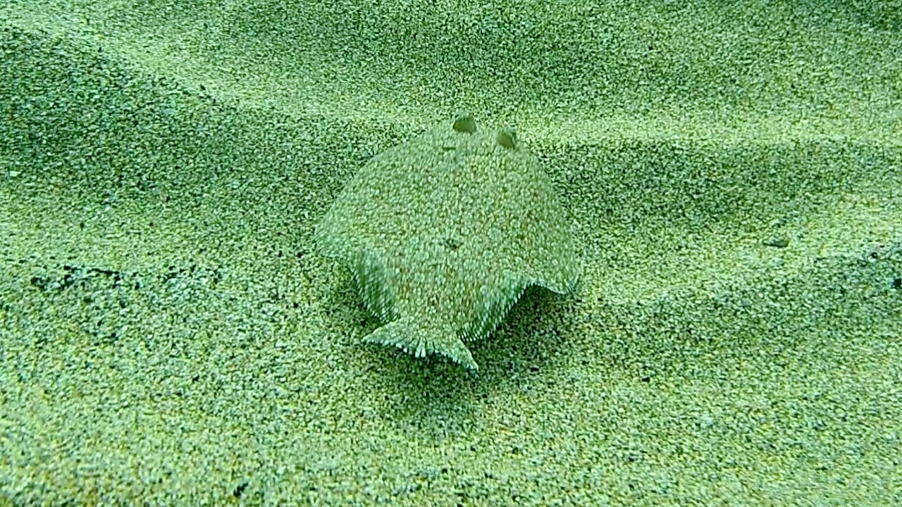 rombo di rena - bothus podas - wide-eyed flounder - intotheblue.it