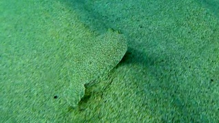 Wide-eyed Flounder - Bothus podas